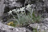 szarotka alpejska Leontopodium alpinum