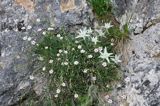 szarotka alpejska Leontopodium alpinum