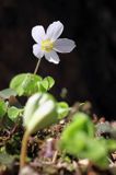 Szczawik zajęczy, Oxalis acetosella