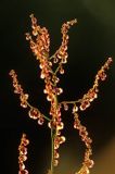 Szczaw polny, Rumex acetosella L., gatunek byliny należący do rodziny rdestowatych