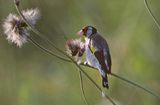 szczygieł, Carduelis carduelis