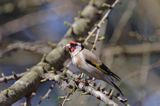 Szczygieł Carduelis carduelis)