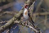 Szczygieł Carduelis carduelis)