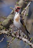 Szczygieł Carduelis carduelis)