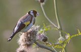 szczygieł, Carduelis carduelis