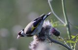 szczygieł, Carduelis carduelis