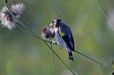 szczygieł, Carduelis carduelis