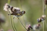 szczygieł, Carduelis carduelis