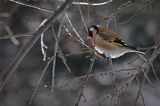 Szczygieł, Carduelis carduelis