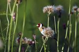 Szczygieł, Carduelis carduelis