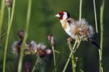 Szczygieł, Carduelis carduelis