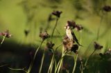 Szczygieł, Carduelis carduelis