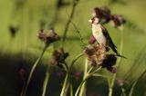 Szczygieł, Carduelis carduelis