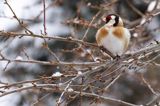 Szczygieł, Carduelis carduelis