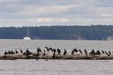 kormorany czarne w okolicy wyspy Rano, Szkiery Szwedzkie, Archipelag Sztokholmski, Szwecja