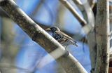 szpak, Sturnus vulgaris