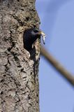 Szpak Sturnus vulgaris) .