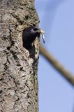 Szpak Sturnus vulgaris) .