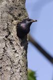 Szpak Sturnus vulgaris) .