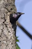 Szpak Sturnus vulgaris) .