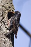 Szpak Sturnus vulgaris) .