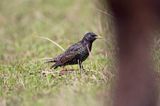 Szpak Sturnus vulgaris) .