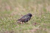 Szpak Sturnus vulgaris) .