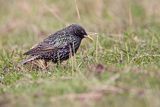 Szpak Sturnus vulgaris) .