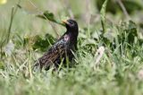 Szpak, Sturnus vulgaris