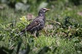 Szpak, Sturnus vulgaris