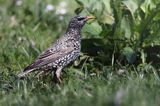 Szpak, Sturnus vulgaris