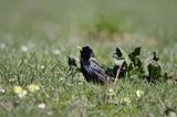 Szpak, Sturnus vulgaris