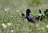 Szpak, Sturnus vulgaris