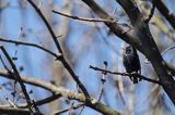 Szpak, Sturnus vulgaris