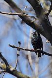 Szpak, Sturnus vulgaris