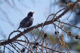 Szpak, Sturnus vulgaris