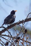 Szpak, Sturnus vulgaris