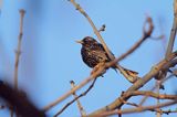 Szpak, Sturnus vulgaris