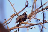 Szpak, Sturnus vulgaris