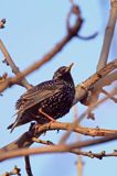 Szpak, Sturnus vulgaris