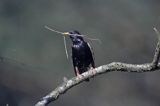 szpak, Sturnus vulgaris