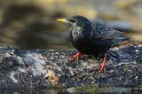 Szpak, Sturnus vulgaris