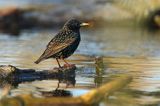 Szpak, Sturnus vulgaris