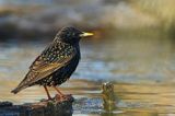 Szpak, Sturnus vulgaris