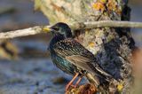 Szpak, Sturnus vulgaris