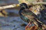 Szpak, Sturnus vulgaris