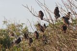 szpaki, Sturnus vulgaris