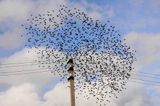 szpaki, Sturnus vulgaris