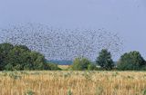 szpaki stado, Sturnus vulgaris