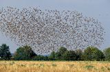 szpaki stado, Sturnus vulgaris